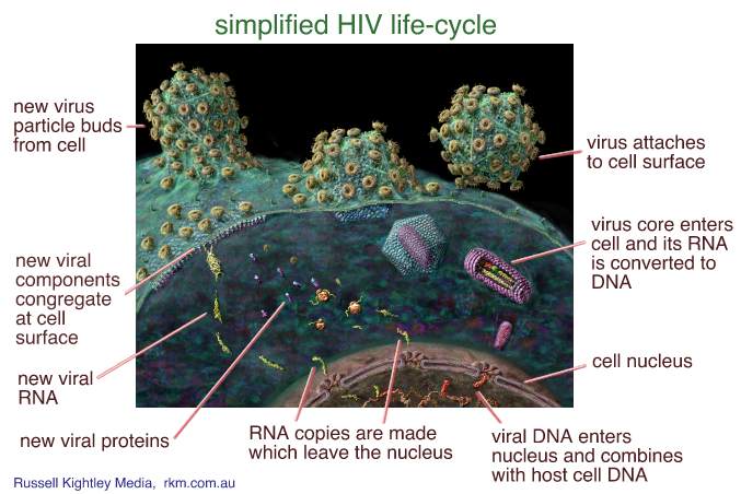 simplified HIV life-cycle