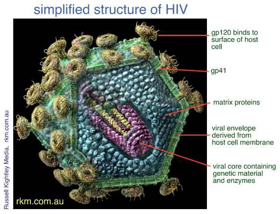 simplified structure of HIV